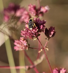 Trachusa