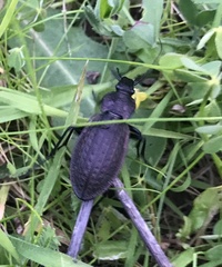 Carabus rugosus celtibericus