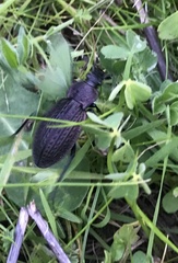 Carabus rugosus celtibericus