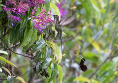 Loddigesia mirabilis