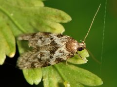 Trachypepla photinella