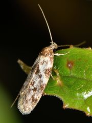 Trachypepla photinella