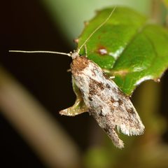 Trachypepla photinella