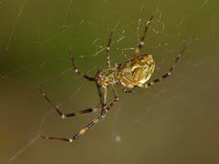 Nanometa purpurapunctata