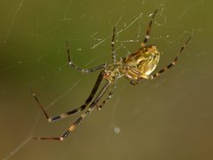 Nanometa purpurapunctata