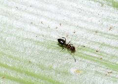 Prolasius