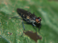 Lispe longicollis