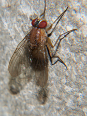 Dichaetomyia