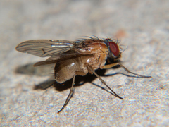 Dichaetomyia