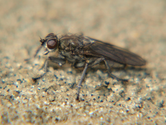 Ceratinostoma ostiorum