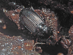 Pterostichus vernalis