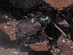 Pterostichus vernalis