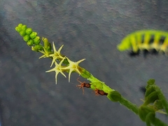 Heliotropium ciliatum image