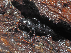 Pterostichus vernalis