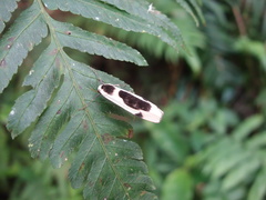 Thysanoptyx incurvata