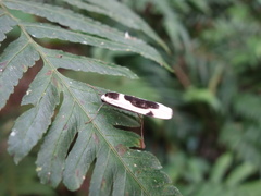 Thysanoptyx incurvata