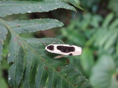 Thysanoptyx incurvata