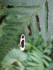 Thysanoptyx incurvata