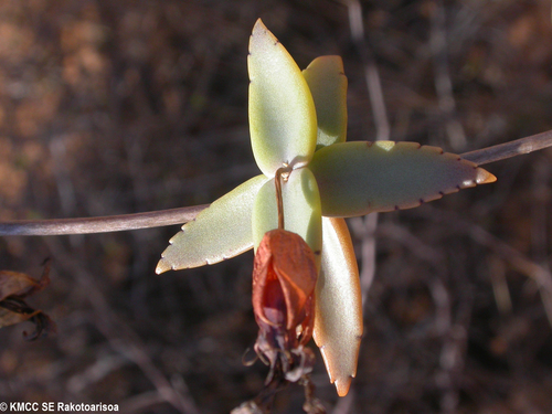 Kalanchoe beauverdii image