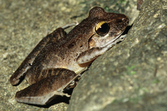 Craugastor crassidigitus