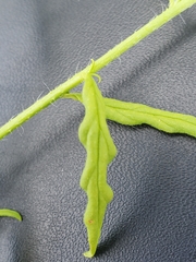 Heliotropium ciliatum image
