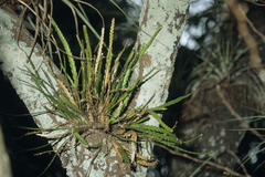 Lockhartia micrantha