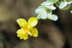 Lockhartia micrantha