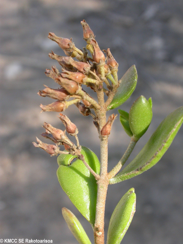 Kalanchoe hildebrandtii image