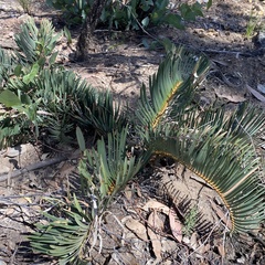 Macrozamia secunda