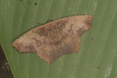 Paragonia cruraria