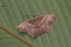 Paragonia cruraria