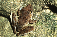 Craugastor crassidigitus