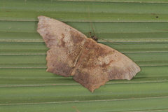 Paragonia cruraria