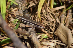 Trachylepis