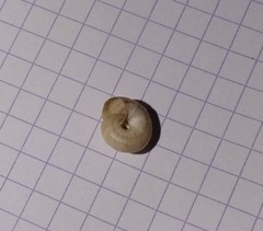 Backeljaia gigaxii