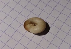 Backeljaia gigaxii
