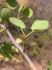 Mimosa onilahensis image