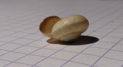Backeljaia gigaxii