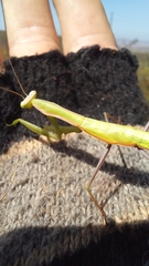 Paramantis sacra