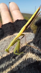 Paramantis sacra