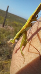 Paramantis sacra