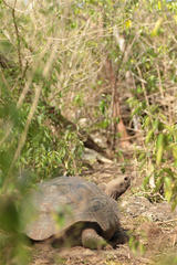 Chelonoidis niger chathamensis