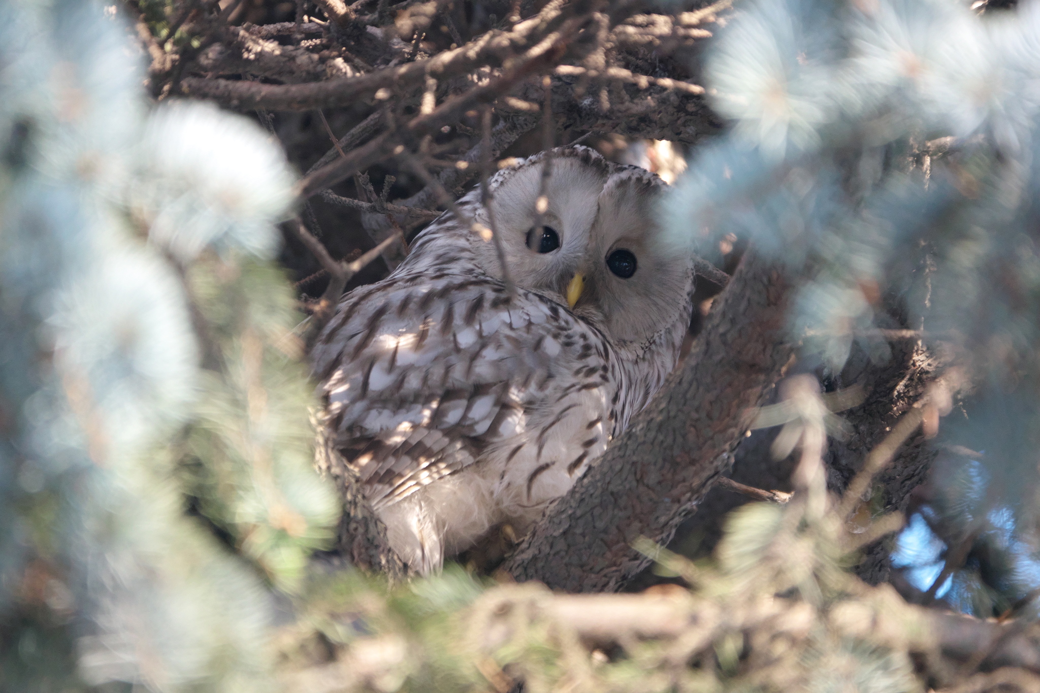 Ural Owl
