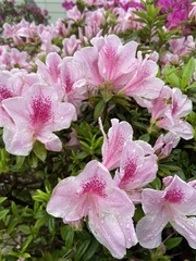 Rhododendron × pulchrum