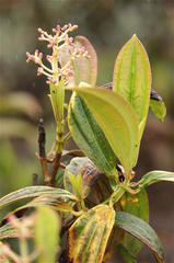 Miconia robinsoniana