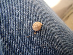 Backeljaia gigaxii