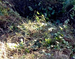 Piper excelsum excelsum