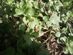 Coccinella septempunctata