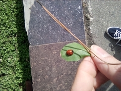 Coccinella septempunctata