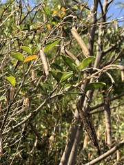 Chamaecytisus prolifer